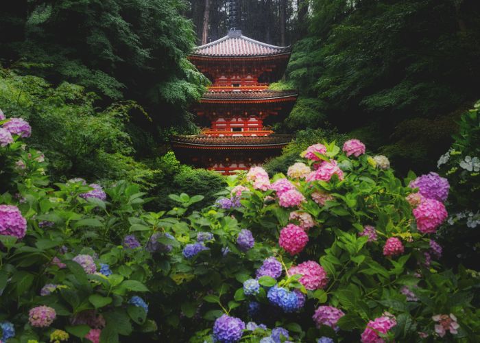 Blooming hydrangeas of pink, purple, and blue in front of a bright red pagoda, surrounded by nature.